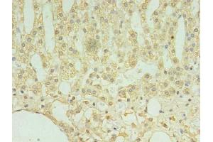 Immunohistochemistry of paraffin-embedded human adrenal gland tissue using ABIN7173289 at dilution of 1:100 (TMEM9 抗体  (AA 111-183))