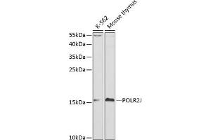 Western Blotting (WB) image for anti-Polymerase (RNA) II (DNA Directed) Polypeptide J, 13.3kDa (POLR2J) (AA 1-117) antibody (ABIN3015607)