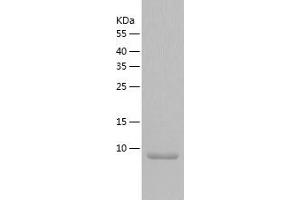 Western Blotting (WB) image for Interleukin 5 (IL5) (AA 20-132) protein (His tag) (ABIN7123603) (IL-5 Protein (AA 20-132) (His tag))