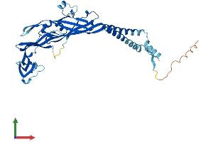 AlphaFold protein structure predicition of Mouse Recombinant P2rx1 Protein, UniprotID P51576