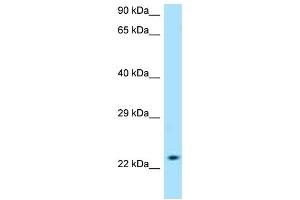 Western Blotting (WB) image for anti-Solute Carrier Family 50 (Sugar Transporter), Member 1 (RAG1AP1) (C-Term) antibody (ABIN2789290)