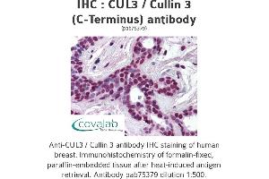 Image no. 1 for anti-Cullin 3 (CUL3) antibody (ABIN1733379) (Cullin 3 抗体)