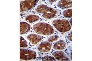 CPSF3L Antibody (N-term) (ABIN655113 and ABIN2844744) immunohistochemistry analysis in formalin fixed and paraffin embedded human stomach tissue followed by peroxidase conjugation of the secondary antibody and DAB staining. (CPSF3L 抗体  (N-Term))