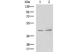 Western blot analysis of Human heart tissue Hela cell lysates using PAK1IP1 Polyclonal Antibody at dilution of 1:900 (PAK1IP1 抗体)
