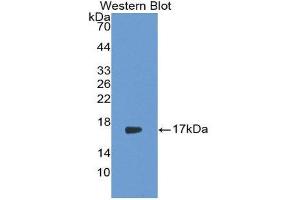 Western Blotting (WB) image for anti-Interleukin 17 (IL17) (AA 21-153) antibody (ABIN3201244) (IL-17 抗体  (AA 21-153))