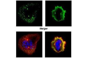 ICC/IF Image Confocal immunofluorescence analysis (Olympus FV10i) of paraformaldehyde-fixed U2OS, using Aurora A, antibody (Green) at 1:500 dilution. (Aurora A 抗体  (C-Term))