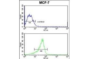 Flow Cytometry (FACS) image for anti-RAS-Like, Family 11, Member B (RASL11B) (AA 37-66), (N-Term) antibody (ABIN652737)