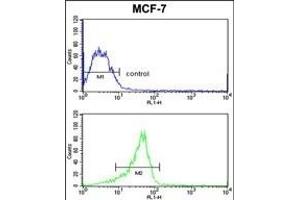 RASL11B Antibody (N-term) (ABIN652737 and ABIN2842488) flow cytometric analysis of MCF-7 cells (bottom histogram) compared to a negative control cell (top histogram). (RASL11B 抗体  (N-Term))