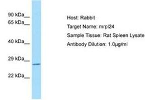 Image no. 1 for anti-Mitochondrial Ribosomal Protein L24 (MRPL24) (C-Term) antibody (ABIN6749868) (MRPL24 抗体  (C-Term))