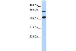WB Suggested Anti-RFC4 Antibody Titration:  0. (RFC4 抗体  (Middle Region))
