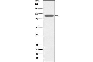 Western blot analysis of Lactoferrin expression in HeLa cell lysate.