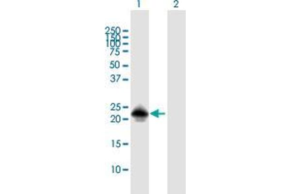 MSRB3 antibody  (AA 1-185)