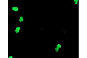 Image no. 5 for anti-Transducin-Like Enhancer of Split 1 (E(sp1) Homolog, Drosophila) (TLE1) (AA 180-460) antibody (ABIN1491047) (TLE1 抗体  (AA 180-460))