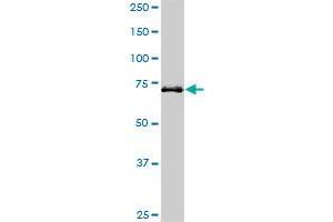 Western Blotting (WB) image for anti-Hedgehog Interacting Protein (HHIP) (AA 21-121) antibody (ABIN466235) (HHIP 抗体  (AA 21-121))