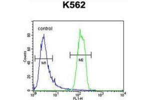 Flow cytometric analysis of K562 cells using OR2M3 Antibody (C-term) Cat. (OR2M3 抗体  (C-Term))