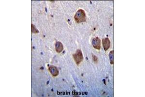NT5DC4 Antibody immunohistochemistry analysis in formalin fixed and paraffin embedded human brain tissue followed by peroxidase conjugation of the secondary antibody and DAB staining. (NT5DC4 抗体  (AA 172-200))