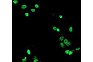 Anti-FMR1 mouse monoclonal antibody (ABIN2455614) immunofluorescent staining of COS7 cells transiently transfected by pCMV6-ENTRY FMR1 (RC222699). (FMR1 抗体  (AA 36-279))