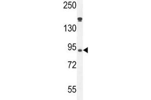 Myeloperoxidase antibody western blot analysis in HL-60 lysate. (Myeloperoxidase 抗体  (AA 60-89))