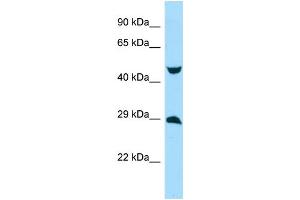 WB Suggested Anti-MYCT1 Antibody Titration: 1. (Myc Target 1 抗体  (Middle Region))