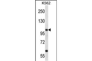 Western blot analysis in K562 cell line lysates (35ug/lane). (KCNC3 抗体  (C-Term))