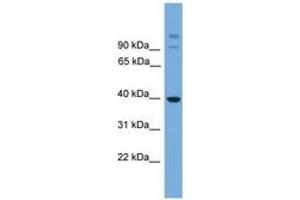 Image no. 1 for anti-SGT1, Suppressor of G2 Allele of SKP1 (SUGT1) (AA 251-300) antibody (ABIN6744951) (SUGT1 抗体  (AA 251-300))