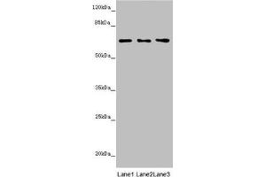 Western blot All lanes: STXBP2 antibody at 4. (STXBP2 抗体  (AA 1-280))