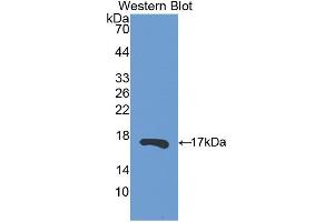 Western blot analysis of the recombinant protein. (RNASE13 抗体  (AA 20-156))