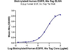 Immobilized Human EGF, No Tag at 2 μg/mL (100 μL/well) on the plate. (EGFR Protein (His-Avi Tag,Biotin))