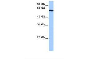 Image no. 1 for anti-Cleavage Stimulation Factor, 3' Pre-RNA, Subunit 2, 64kDa, tau Variant (CSTF2T) (AA 460-509) antibody (ABIN6737951) (CSTF2T 抗体  (AA 460-509))
