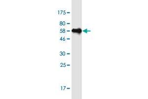 Western Blot detection against Immunogen (54. (HNRNPC 抗体  (AA 1-250))