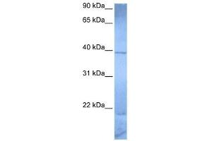 ZNF121 antibody used at 0. (ZNF121 抗体  (Middle Region))