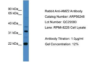 WB Suggested Anti-AMZ2  Antibody Titration: 0.