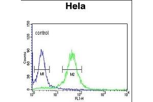 COG2 Antibody (N-term) (ABIN653327 and ABIN2842817) flow cytometric analysis of Hela cells (right histogram) compared to a negative control cell (left histogram). (COG2 抗体  (N-Term))