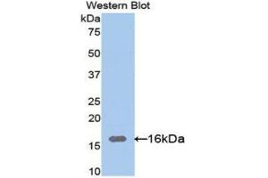 Western Blotting (WB) image for anti-Lectin, Galactoside-Binding, Soluble, 9C (LGALS9C) (AA 228-356) antibody (ABIN1171894) (LGALS9C 抗体  (AA 228-356))