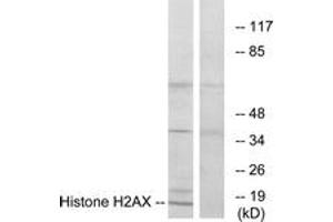 Western Blotting (WB) image for anti-H2A Histone Family, Member X (H2AFX) (AA 94-143) antibody (ABIN2889400) (H2AFX 抗体  (AA 94-143))