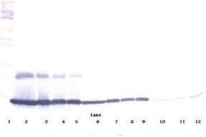 Image no. 4 for anti-Chemokine (C-C Motif) Ligand 9 (Ccl9) antibody (ABIN465415) (CCL9 抗体)