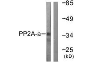 Western Blotting (WB) image for anti-Protein Phosphatase 2, Catalytic Subunit, alpha Isozyme (PPP2CA) (AA 260-309) antibody (ABIN2888694) (PPP2CA 抗体  (AA 260-309))