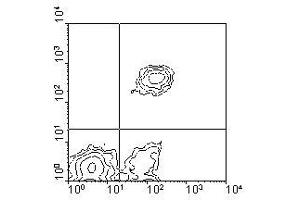 Image no. 1 for anti-CD5 (CD5) antibody (Biotin) (ABIN135494) (CD5 抗体  (Biotin))