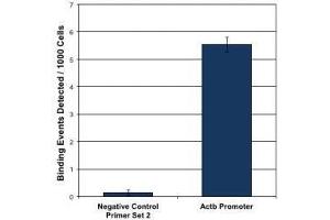 HDAC1 pAb tested by ChIP-qPCR. (HDAC1 抗体  (AA 1-5))