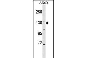 COL4A6 Antibody (Center) (ABIN1538653 and ABIN2848928) western blot analysis in A549 cell line lysates (35 μg/lane). (COL4a6 抗体  (AA 830-859))