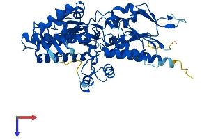 PAOX Protein (AA 1-504) (His tag)