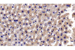 Detection of CASP3 in Mouse Liver Tissue using Polyclonal Antibody to Caspase 3 (CASP3) (Caspase 3 抗体  (AA 29-175))