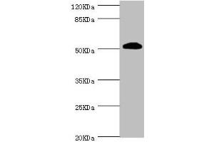 Western blot All lanes: ZC3HC1 antibody at 1. (ZC3HC1 抗体  (AA 1-260))