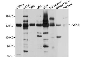 Western blot analysis of extracts of various cell lines, using DIAPH2 antibody (ABIN4903482) at 1:1000 dilution. (DIAPH2 抗体)