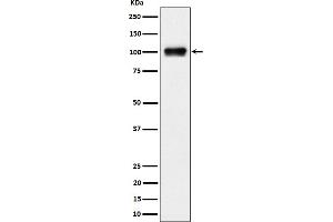 Western blot analysis of Nesprin3 expression in 293 cell lysate.