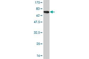 Western Blot detection against Immunogen (72. (HSFX1 抗体  (AA 1-423))
