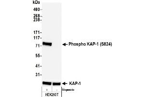 Western Blotting (WB) image for anti-Tripartite Motif Containing 28 (TRIM28) (pSer824) antibody (ABIN7454038) (Recombinant KAP1 抗体  (pSer824))