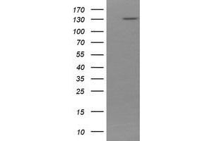 Image no. 2 for anti-Protocadherin 7 (PCDH7) antibody (ABIN1500047) (PCDH7 抗体)