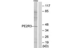 Western blot analysis of extracts from K562 cells, using PE2R3 Antibody. (PTGER3 抗体  (AA 1-50))