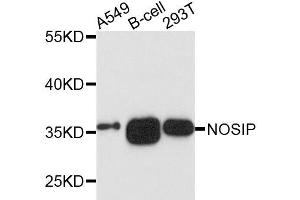Western blot analysis of extracts of various cells, using NOSIP antibody. (NOSIP 抗体)